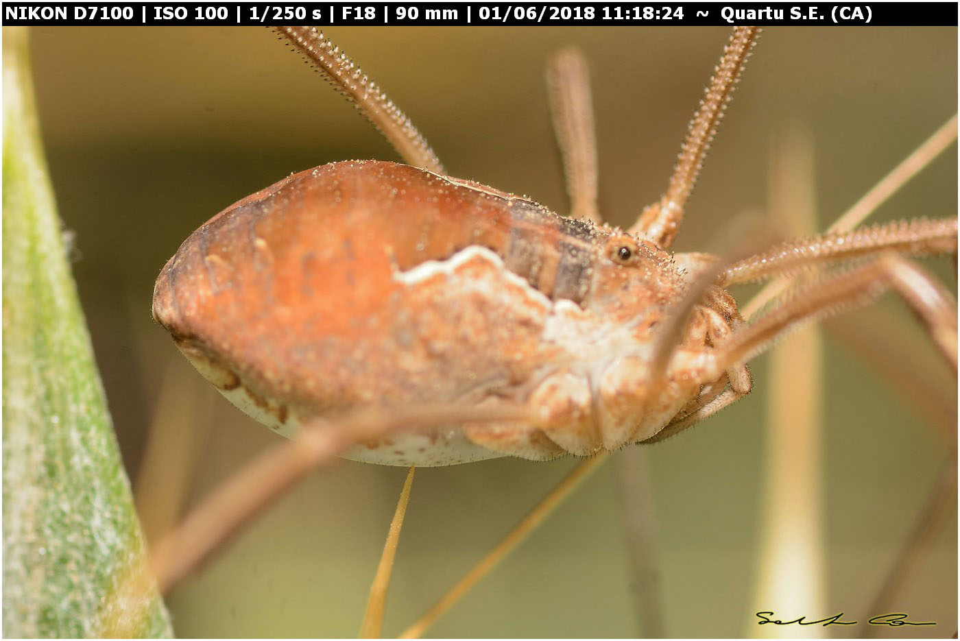 Metaphalangium cirtanum (C.L.Koch 1839) Phalangiidae. Variabilit del pattern